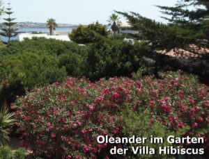 Oleander-im-Garten-der-Villa-Eibisch